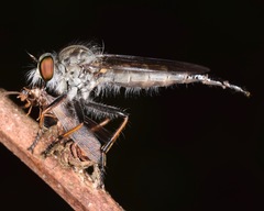 Neoitamus flavofemoratus