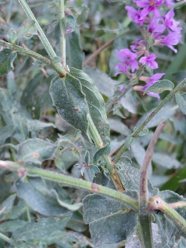 purple loosestrife