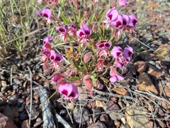 Pelargonium ovale