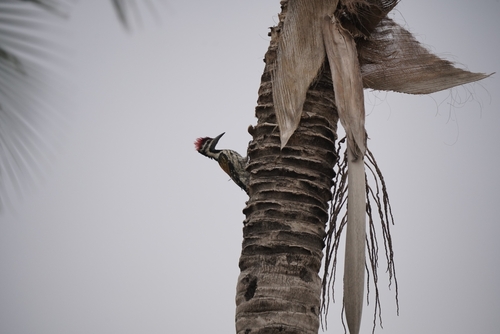Black-rumped Flameback