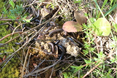 Ommatoiulus sabulosus aimatopodus