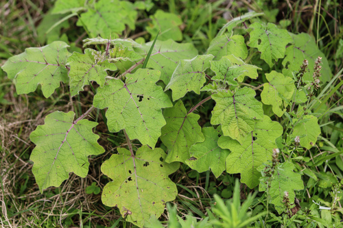 Solanum viarum