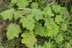 Solanum viarum