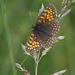 Melitaea diamina - Photo (c) Anne Sorbes,  זכויות יוצרים חלקיות (CC BY-NC-SA), uploaded by Anne Sorbes