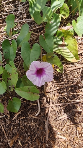 Ipomoea littoralis observed 2026-09-11