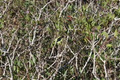 Libelloides coccajus