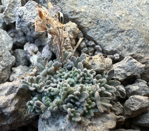 Smelowskia ovalis, 2026-09-12