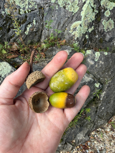 Quercus montana, photograph 6