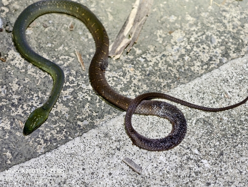 South China Green Snake