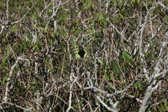 Libelloides coccajus