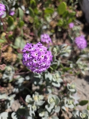 (c) Jonathan Curley, some rights reserved (CC BY) Abronia umbellata, photograph (c) Jonathan Curley, some rights reserved (CC BY)