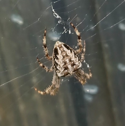 Cross Orbweaver