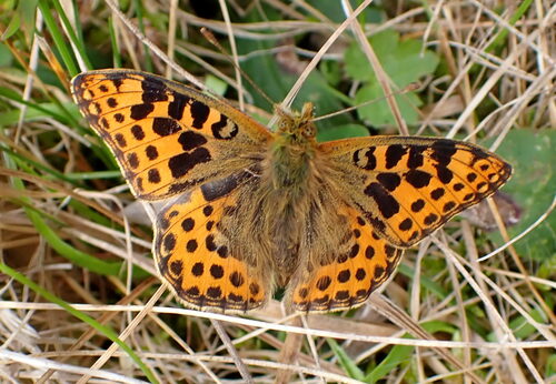 Queen of Spain Fritillary