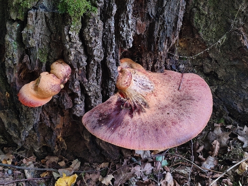 Beefsteak Polypore