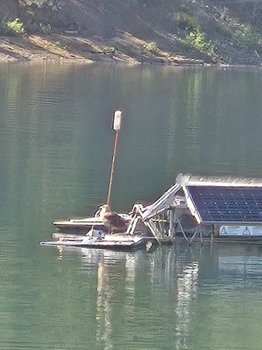 iNaturalist image