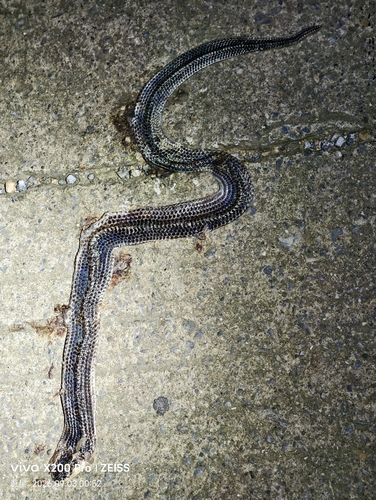Asian Sunbeam Snake