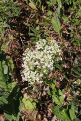 Thlaspi arvense
