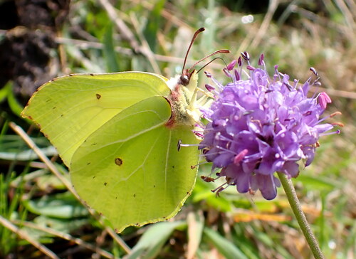 Common Brimstone