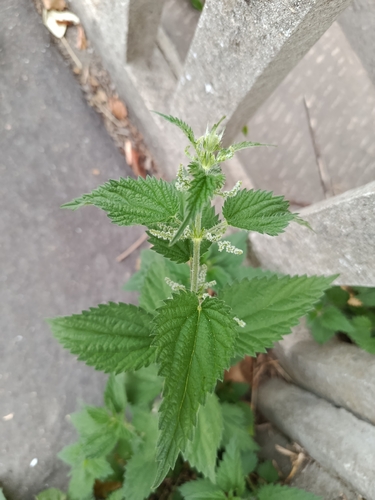 great stinging nettle