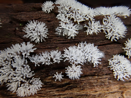Common Coral Slime