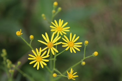 Senecio brasiliensis