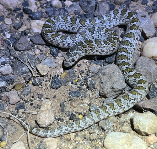 Gyalopion canum