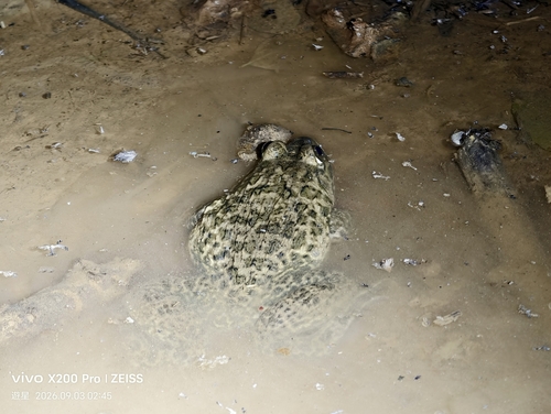 East Asian Bullfrog