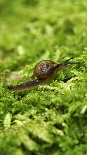 Ovachlamys fulgens observed 2026-09-11