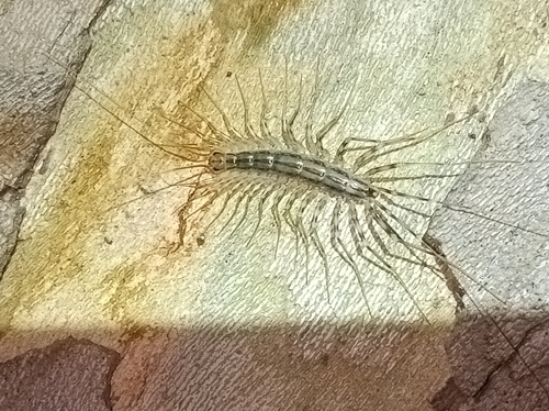 House Centipede