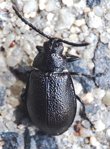 black-punctured leaf beetle