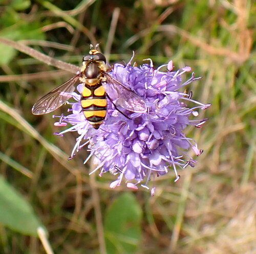 Didea fasciata