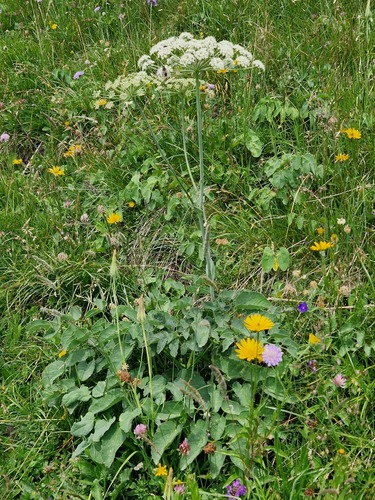 Laserpitium latifolium, photograph 2