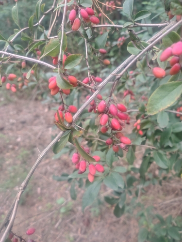 European barberry