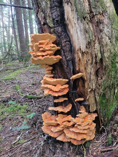 Conifer Chicken of the Woods