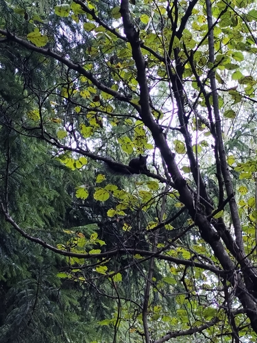 Eurasian Red Squirrel