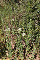 Thlaspi arvense