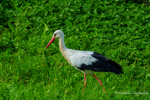 White Stork