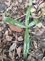 Chloraea membranacea