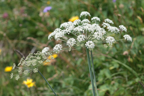 Laserpitium latifolium