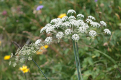 Laserpitium latifolium