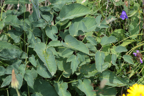 Laserpitium latifolium, photograph 1
