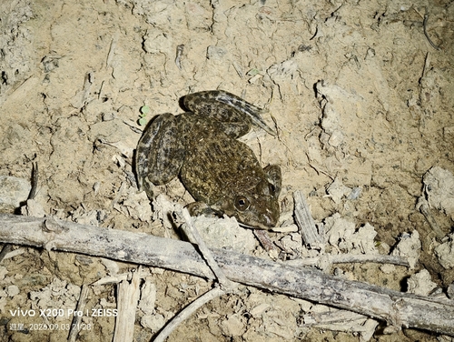 East Asian Bullfrog