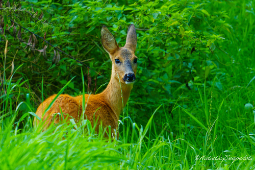 Western Roe Deer
