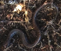 Batrachoseps gavilanensis