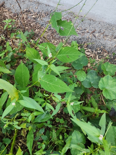 American jumpseed