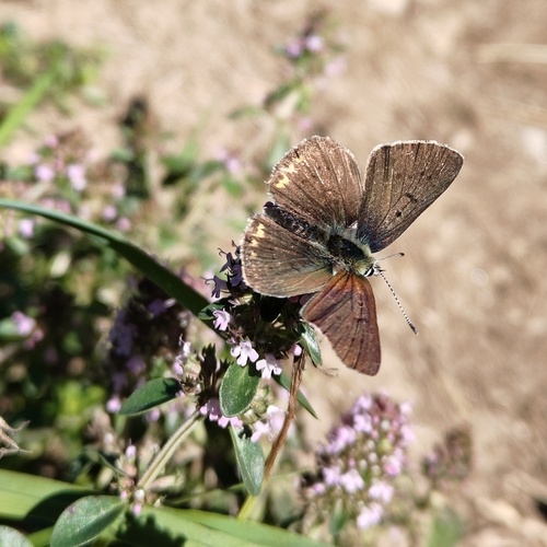 Sooty Copper