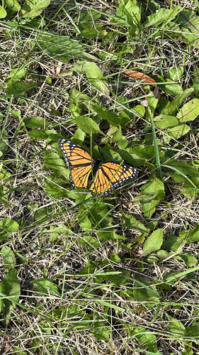 Viceroy