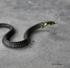Zamenis longissimus