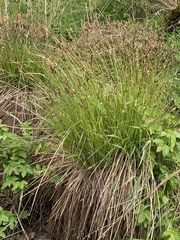 Carex elata