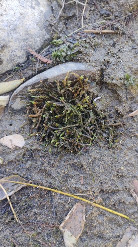 Scleropodium obtusifolium, 2026-09-13